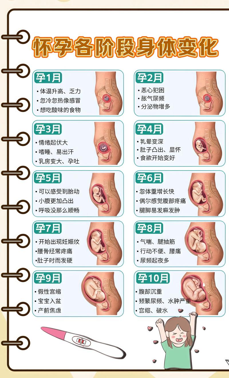 揭秘供卵代孕妈妈怀孕小腹分两节，孕期变化的奥秘浙江代生机构: